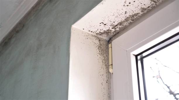 Best Biohazard Mold Removal  in Dexter, MO